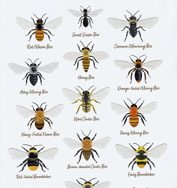 Bees of Britain - Print