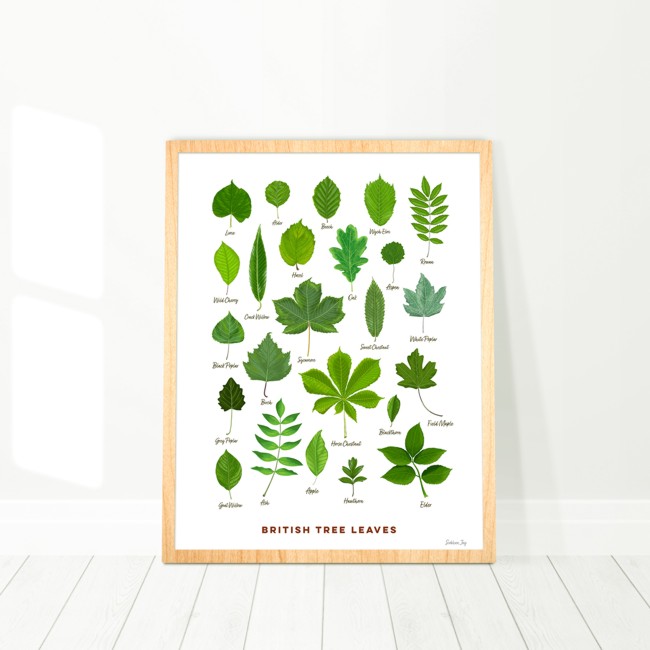 British Tree Leaves - Print