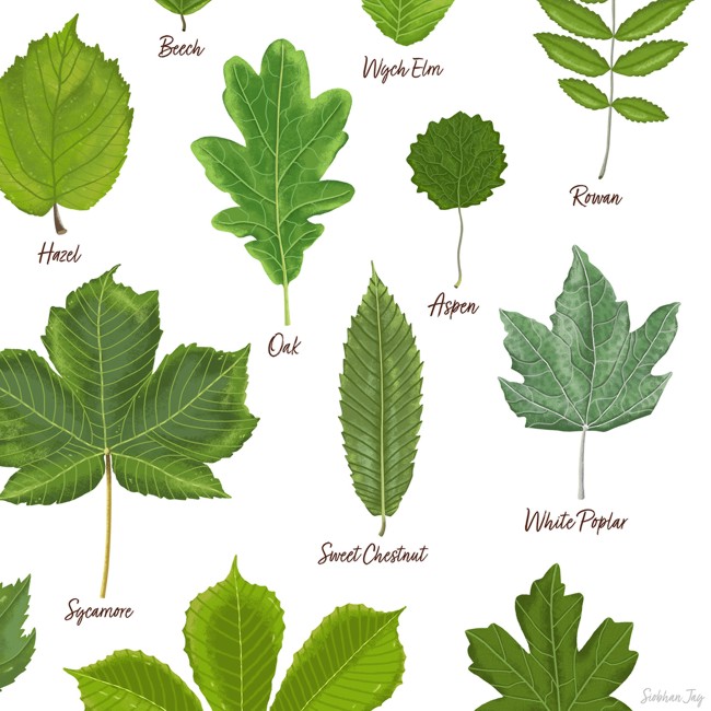 British Tree Leaves - Print