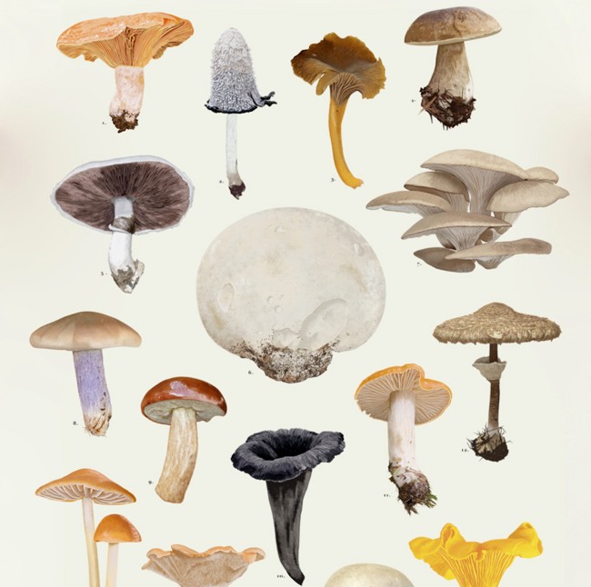 Edible Mushrooms - Print